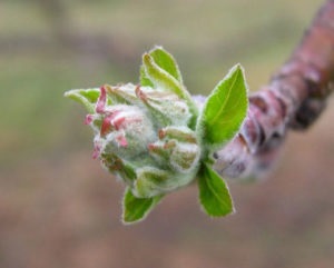 Pulbere de mucegai pe măr, cum să lupte ceea ce este o acoperire albă pe frunze, tratamentul ei