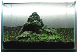Nano-acvariu clasa maestru în design aqua