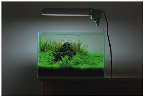 Nano-akvárium mester osztály aqua