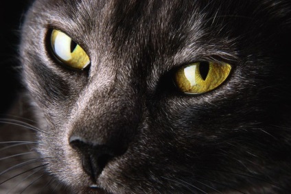 Semnele și superstițiile oamenilor despre pisici