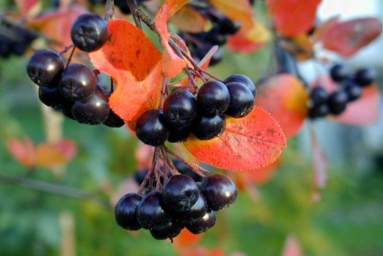 Folosirea rețetelor folk de fructe de chokeberry