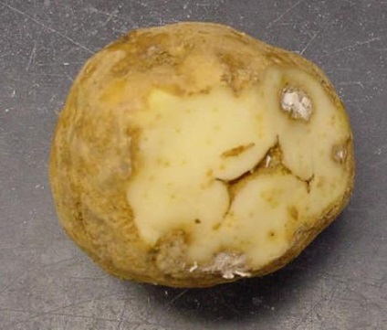 Potato Nematode Descriere, Harm, Luptă