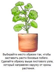 Tăierea și formarea de pelargonium (geranium), geranium (pelargonium)