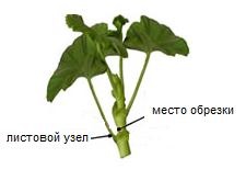 Tăierea și formarea de pelargonium (geranium), geranium (pelargonium)