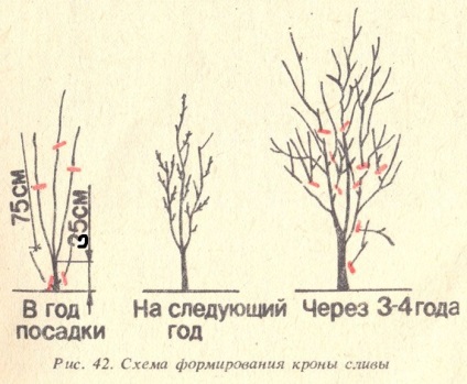 Pruning prune în schema de toamna