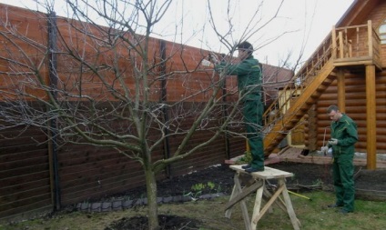 Pruning prune în schema de toamna