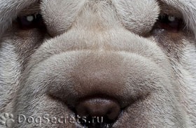 Leírás shar pei - kutya