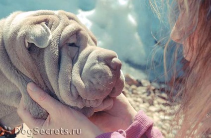 Descriere shar pei - dogs