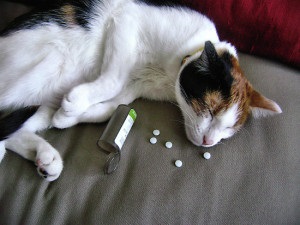Otrăvire în pisici cauze, simptome, cum să trateze și ce să dea unei pisici