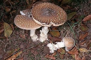 Otrăvire cu ciuperci amanita, simptome