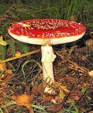 Otrăvire cu ciuperci amanita, simptome