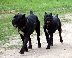 Recenzii proprietarilor despre rasa de câini Cane Corso, părțile pozitive și negative ale rasei