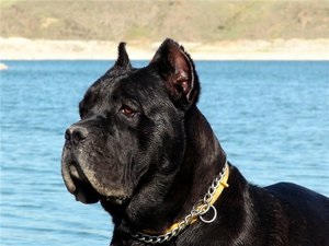 Recenzii proprietarilor despre rasa de câini Cane Corso, părțile pozitive și negative ale rasei
