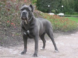 Recenzii proprietarilor despre rasa de câini Cane Corso, părțile pozitive și negative ale rasei