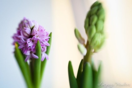 Vélemény Lensbaby - fotokto (Lensbaby) Vélemény Lensbaby - fotokto