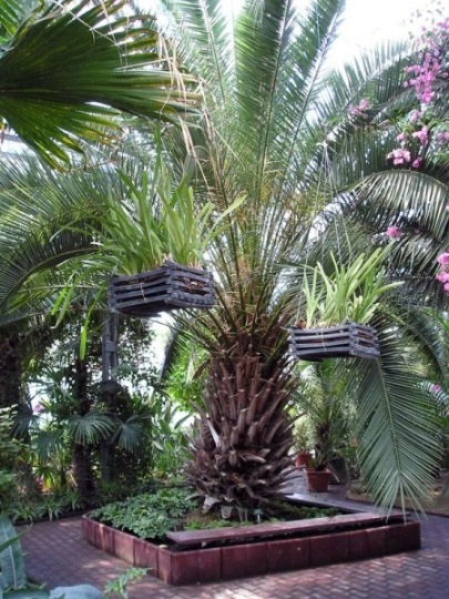 Palm Pavilion (palmovy sklenik) leírása és képek