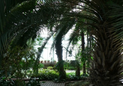 Palm Pavilion (palmovy sklenik) leírása és képek