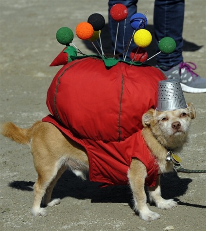 Parada câinilor în Halloween