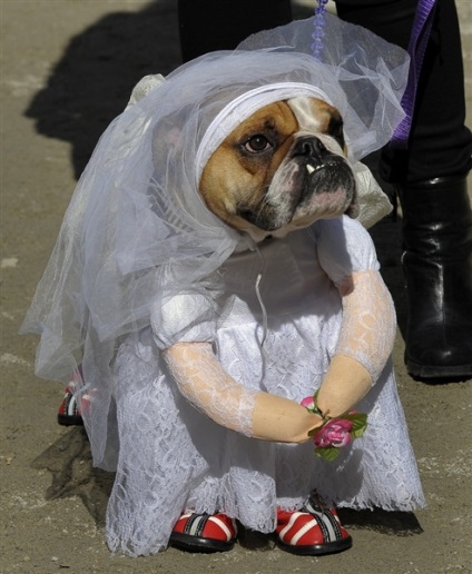 Parada câinilor în Halloween