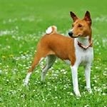Shepherd dog shaggy, maghiară, azore, fotografie australiană și descrierea rasei și a ei