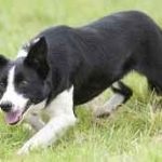 Shepherd dog shaggy, maghiară, azore, fotografie australiană și descrierea rasei și a ei