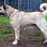 Shepherd dog shaggy, maghiară, azore, fotografie australiană și descrierea rasei și a ei