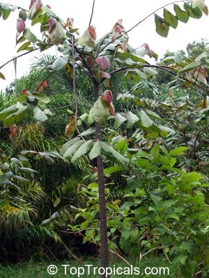 Patashte, balamte - utilizarea theobroma bicolor în Mesoamerica, o băutură a zeilor și domnilor de cacao în