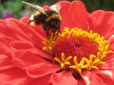 Bee Pollen - gyógyszer zsálya - Urts medve