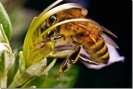 Albinele pleacă, softmixer