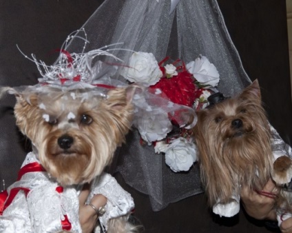 Az első igazi esküvő a kutyák a Fehéroroszországból, a fehérorosz női portál