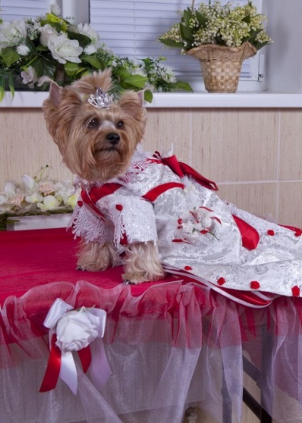 Prima nuntă reală a câinilor din Belarus, portalul femeilor din Belarus