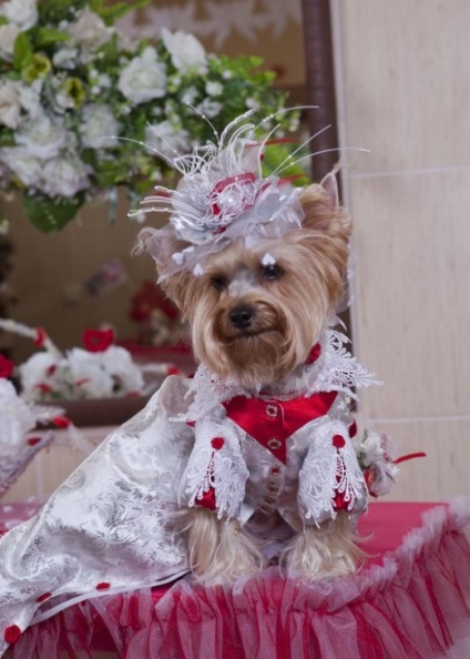 Prima nuntă reală a câinilor din Belarus, portalul femeilor din Belarus