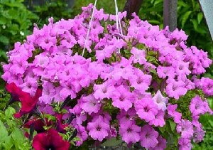 Petunia Gioconda sok virágú kúszó kaszkád - fotó, videó