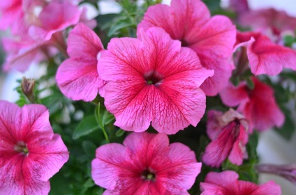 Petunia jokonda multicolor creeping cascadă caracteristică varietății, recenzii, foto - eetteltsa