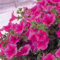 Petunia jokonda multicolor creeping cascadă, recenzii, fotografie, caracteristică varietății