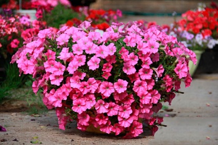 Petunia jokonda multicolor creeping cascadă caracteristică varietății, recenzii, foto - eetteltsa