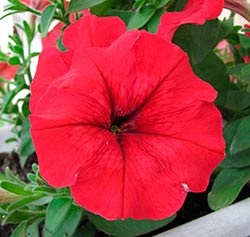 Petunia jokonda multicolor creeping cascadă caracteristică varietății, recenzii, foto - eetteltsa