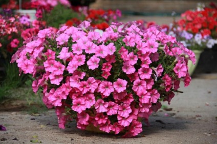 Petunia jokonda multicolor creeping cascadă, recenzii, fotografie, caracteristică varietății