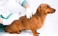 Reacțiile adverse ale vaccinului la câini