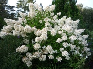 De ce nu flori hortensii, cabana preferata, gradina si gradina