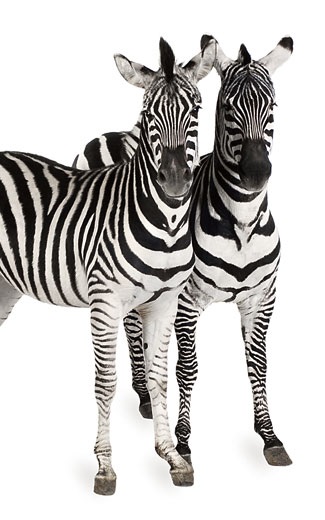 De ce zebra a dungat, revista cosmopolită