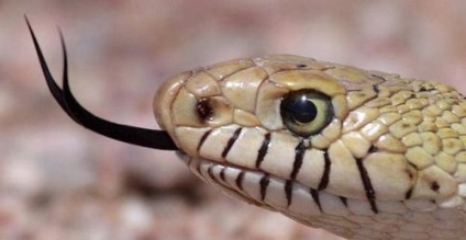 De ce șarpele scoate limba