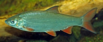 Podust obișnuit (negru-piept, negru-bellied) - timpul de pescuit