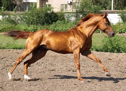 Caracterizarea completă a rasei de cai Budyonnovskaya cu fotografiile ei