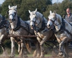 Caracterizarea completă a rasei de cai Budyonnovskaya cu fotografiile ei