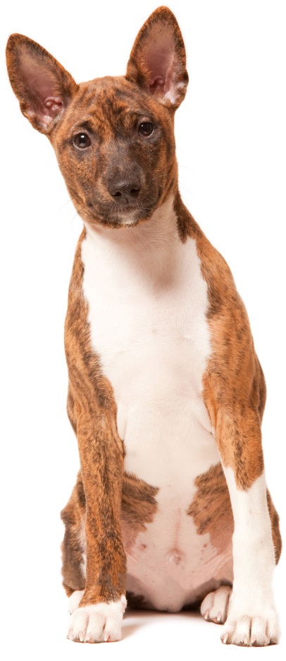 Rasa Basenji