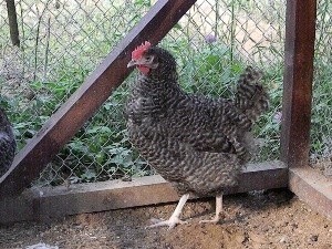 Breed csirkék mergula kép és jellemzők