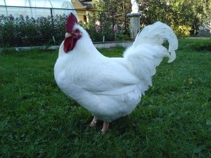 Breed csirkék 66 Leírás, vélemények és fotók
