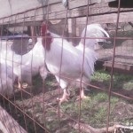 Breed csirkék 66 Leírás, vélemények és fotók