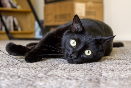 Breed fekete macska, fekete macska, fotók, fekete szín, név